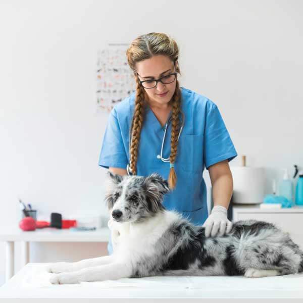 Pet insurance